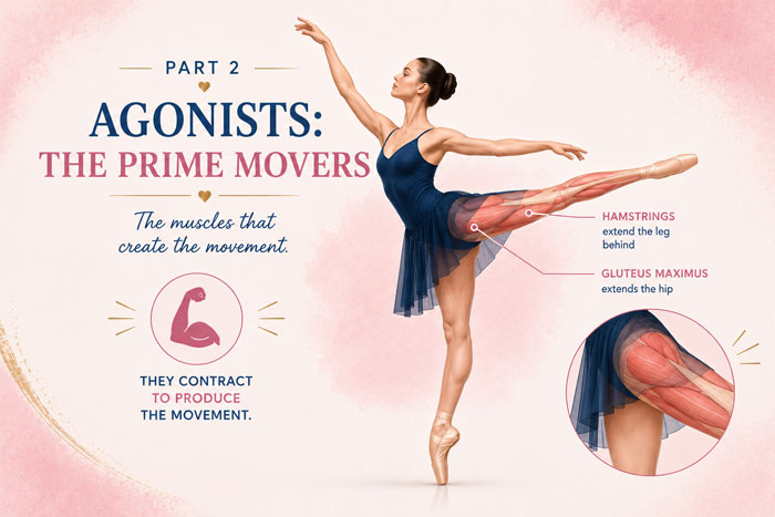 Dance Kinesiology: Agonists, the prime movers