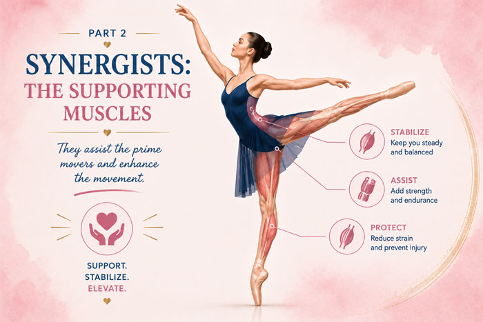 Dance Kinesiology: Synergists, the supporting muscles