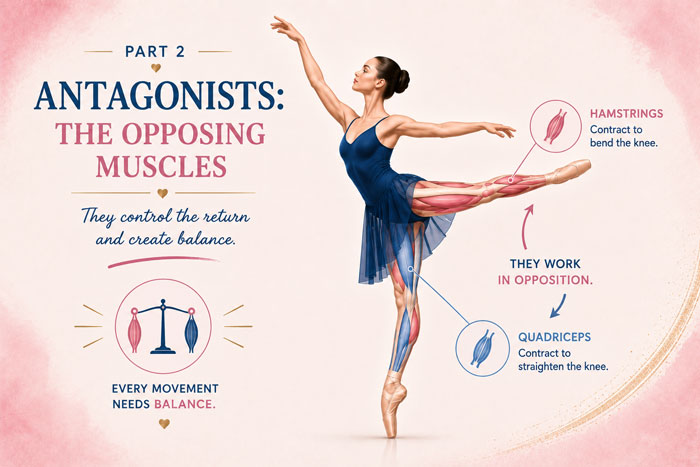 Dance Kinesiology: Antagonists, the opposing muscles